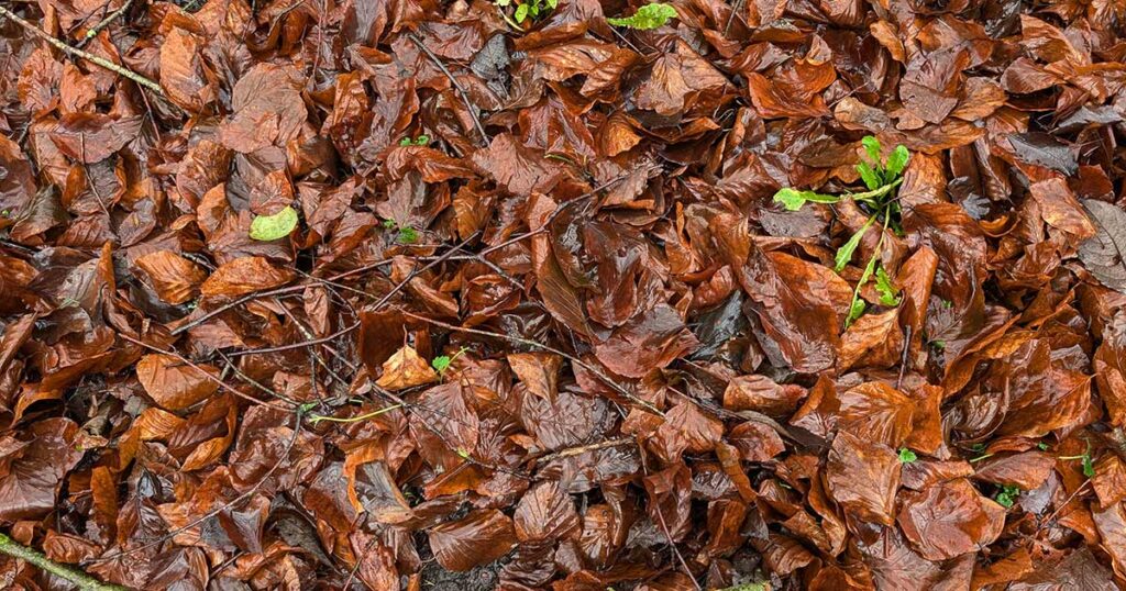 Politique de confidentialité